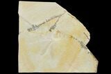 Fossil Dragonfly - Solnhofen Limestone #103617-1